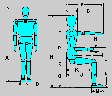 Standing & Sitting Dimensions